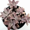 Graptoveria 'Fred Ives' Succulent Live Plant - 4 Inch Bare Root - Image 1