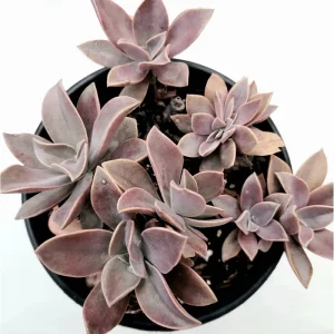 Graptoveria 'Fred Ives' Succulent Live Plant - 4 Inch Bare Root - Image 1