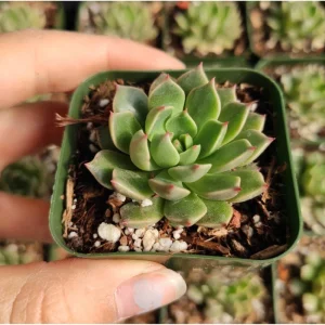 Graptoveria Olivia Succulent Live Plant 2 Inch - Indoor & Outdoor - Image 2