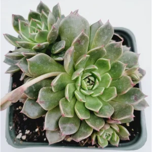 Graptoveria Olivia Succulent Live Plant 2 Inch - Indoor & Outdoor - Image 3