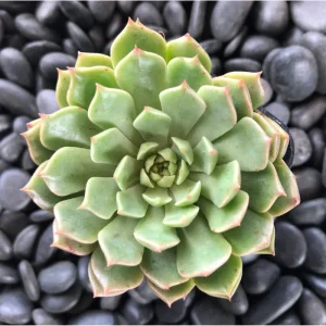 Graptoveria Olivia Succulent Live Plant 2 Inch - Indoor & Outdoor - Image 4