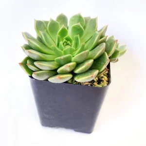 Graptoveria Olivia Succulent Live Plant 2 Inch - Indoor & Outdoor - Image 5