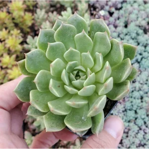 Graptoveria Olivia Succulent Live Plant 2 Inch - Indoor & Outdoor - Image 6