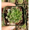 Graptoveria Olivia Succulent Live Plant 2 Inch - Indoor & Outdoor - Image 1