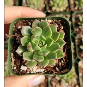 Graptoveria Olivia Succulent Live Plant 2 Inch - Indoor & Outdoor - Image 1