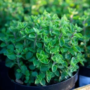 Greek Oregano Live Plant - 2 Pack, Fragrant Perennial Herb, 4-6 Inch Tall, Outdoor - Image 2