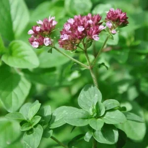 Greek Oregano Live Plant - 2 Pack, Fragrant Perennial Herb, 4-6 Inch Tall, Outdoor - Image 3