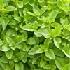 Greek Oregano Live Plant - 2 Pack, Fragrant Perennial Herb, 4-6 Inch Tall, Outdoor - Image 1