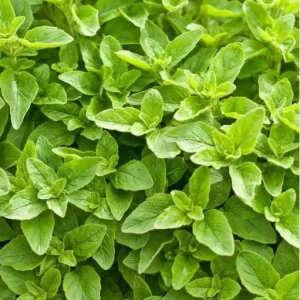 Greek Oregano Live Plant - 2 Pack, Fragrant Perennial Herb, 4-6 Inch Tall, Outdoor - Image 1
