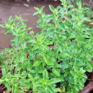 Greek Oregano Live Plant - 2 Pack, Fragrant Perennial Herb, 4-6 Inch Tall, Outdoor - Image 4