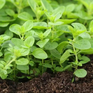 Greek Oregano Live Plant - 2 Pack, Fragrant Perennial Herb, 4-6 Inch Tall, Outdoor - Image 6