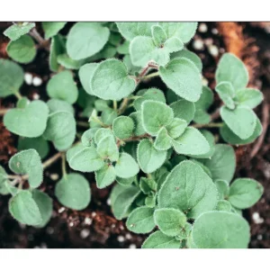 Greek Oregano Live Plants - Pack of 3, 5-8 Inches Tall, Aromatic Herb for Cooking & Tea - Image 3