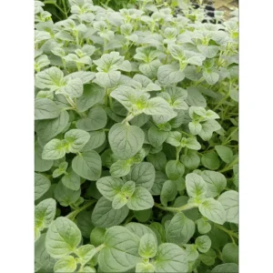 Greek Oregano Live Plants - Pack of 3, 5-8 Inches Tall, Aromatic Herb for Cooking & Tea - Image 5
