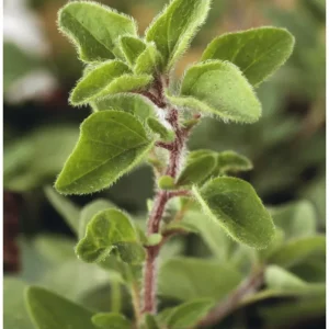 Greek Oregano Live Plants - Pack of 3, 5-8 Inches Tall, Aromatic Herb for Cooking & Tea - Image 7