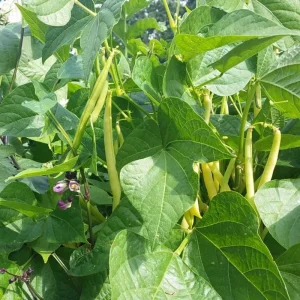 Green Bean Bush Live Plant – 4 Inch Pot – Vegetable Seedling – Easy to Grow Outdoor - Image 3