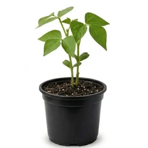 Green Bean Bush Live Plant – 4 Inch Pot – Vegetable Seedling – Easy to Grow Outdoor - Image 4