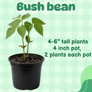 Green Bean Bush Live Plant – 4 Inch Pot – Vegetable Seedling – Easy to Grow Outdoor - Image 5