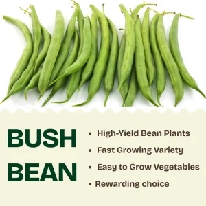 Green Bean Bush Live Plant – 4 Inch Pot – Vegetable Seedling – Easy to Grow Outdoor - Image 6