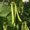 Green Bean Bush Live Plant – 4 Inch Pot – Vegetable Seedling – Easy to Grow Outdoor - Image 1