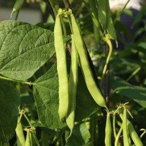 Green Bean Bush Live Plant – 4 Inch Pot – Vegetable Seedling – Easy to Grow Outdoor - Image 1