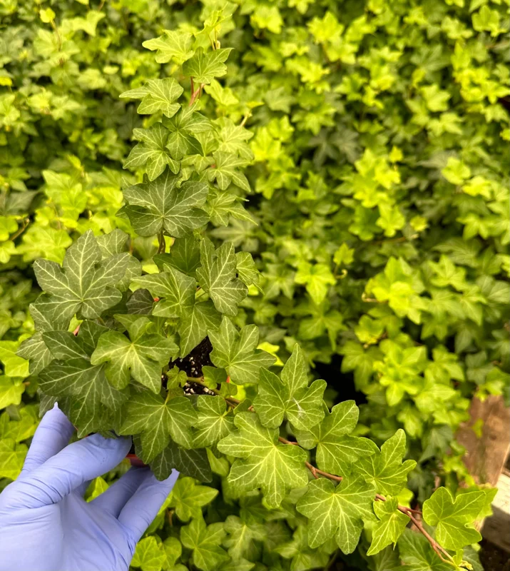 Green English Ivy Live Plant - Climbing Houseplant & Trailing Vine - Image 2