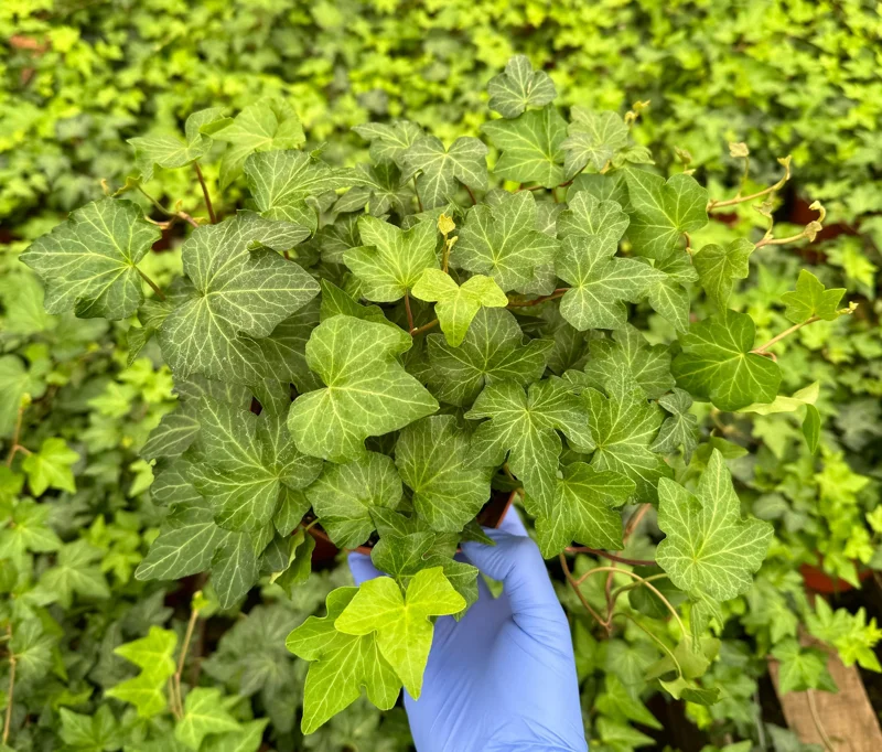 Green English Ivy Live Plant - Climbing Houseplant & Trailing Vine - Image 1