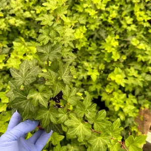 Green English Ivy Live Plant - Climbing & Trailing Houseplant - Image 2