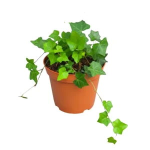 Green English Ivy Live Plant - Trailing Houseplant, Indoor & Outdoor - Image 10