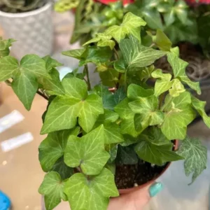 Green English Ivy Live Plant - Trailing Houseplant, Indoor & Outdoor - Image 6