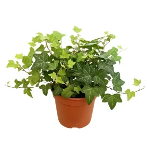 Green English Ivy Live Plant - Trailing Houseplant, Indoor & Outdoor - Image 1