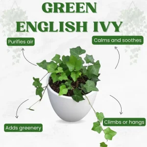 Green English Ivy Live Plant - Trailing Indoor Houseplant for Hanging Baskets - Image 2