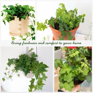 Green English Ivy Live Plant - Trailing Indoor Houseplant for Hanging Baskets - Image 3