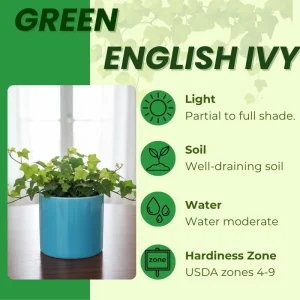 Green English Ivy Live Plant - Trailing Indoor Houseplant for Hanging Baskets - Image 4