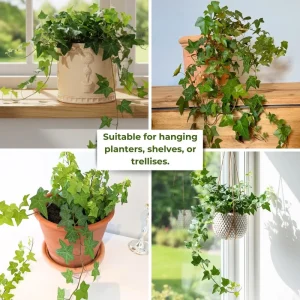 Green English Ivy Live Plant - Trailing Indoor Houseplant for Hanging Baskets - Image 5