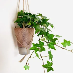 Green English Ivy Live Plant - Trailing Indoor Houseplant for Hanging Baskets - Image 7