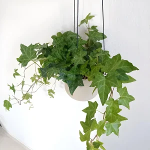 Green English Ivy Live Plant - Trailing Indoor Houseplant for Hanging Baskets - Image 8