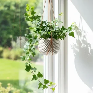 Green English Ivy Live Plant - Trailing Indoor Houseplant for Hanging Baskets - Image 9