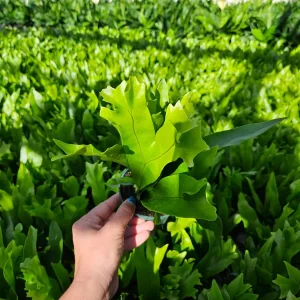 Green Flame Fern Live Plant - Microsorum, 4 Inch Pot, Tropical Houseplant - Image 2