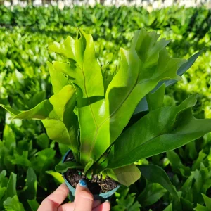 Green Flame Fern Live Plant - Microsorum, 4 Inch Pot, Tropical Houseplant - Image 3