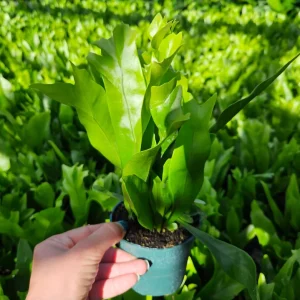 Green Flame Fern Live Plant - Microsorum, 4 Inch Pot, Tropical Houseplant - Image 1
