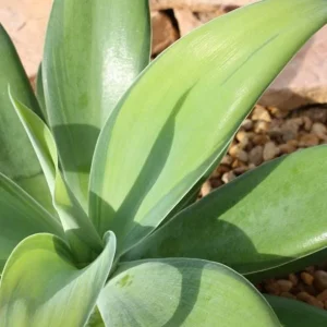 Green Foxtail Agave Live Plant – 8 Inch Tall Succulent in 4 Inch Pot – Indoor/Outdoor Drought Tolerant - Image 2