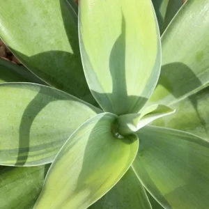 Green Foxtail Agave Live Plant – 8 Inch Tall Succulent in 4 Inch Pot – Indoor/Outdoor Drought Tolerant - Image 3