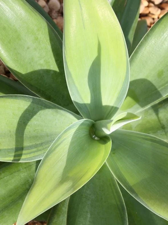 Green Foxtail Agave Live Plant – 8 Inch Tall Succulent in 4 Inch Pot – Indoor/Outdoor Drought Tolerant - Image 3