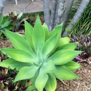 Green Foxtail Agave Live Plant – 8 Inch Tall Succulent in 4 Inch Pot – Indoor/Outdoor Drought Tolerant - Image 4