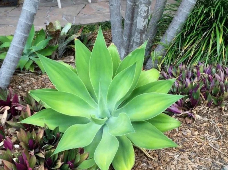 Green Foxtail Agave Live Plant – 8 Inch Tall Succulent in 4 Inch Pot – Indoor/Outdoor Drought Tolerant - Image 4
