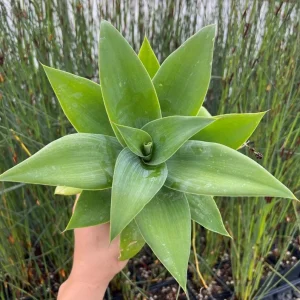 Green Foxtail Agave Live Plant – 8 Inch Tall Succulent in 4 Inch Pot – Indoor/Outdoor Drought Tolerant - Image 5