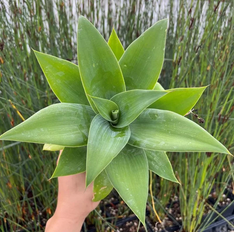 Green Foxtail Agave Live Plant – 8 Inch Tall Succulent in 4 Inch Pot – Indoor/Outdoor Drought Tolerant - Image 5