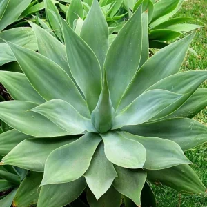 Green Foxtail Agave Live Plant – 8 Inch Tall Succulent in 4 Inch Pot – Indoor/Outdoor Drought Tolerant - Image 6
