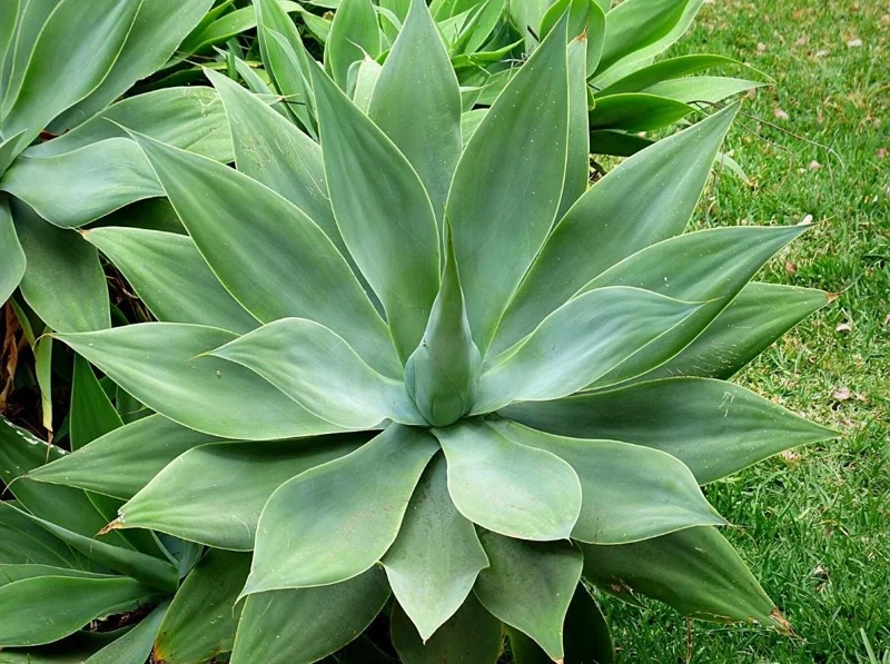 Green Foxtail Agave Live Plant – 8 Inch Tall Succulent in 4 Inch Pot – Indoor/Outdoor Drought Tolerant - Image 6