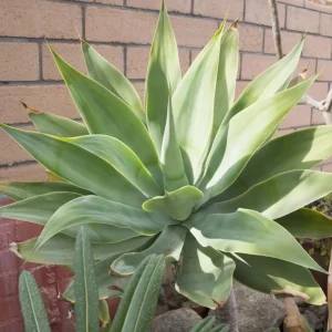 Green Foxtail Agave Live Plant – 8 Inch Tall Succulent in 4 Inch Pot – Indoor/Outdoor Drought Tolerant - Image 7